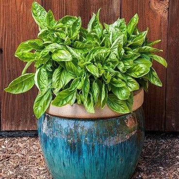 Basil Italian Cameo - Renee's Garden - Image 5