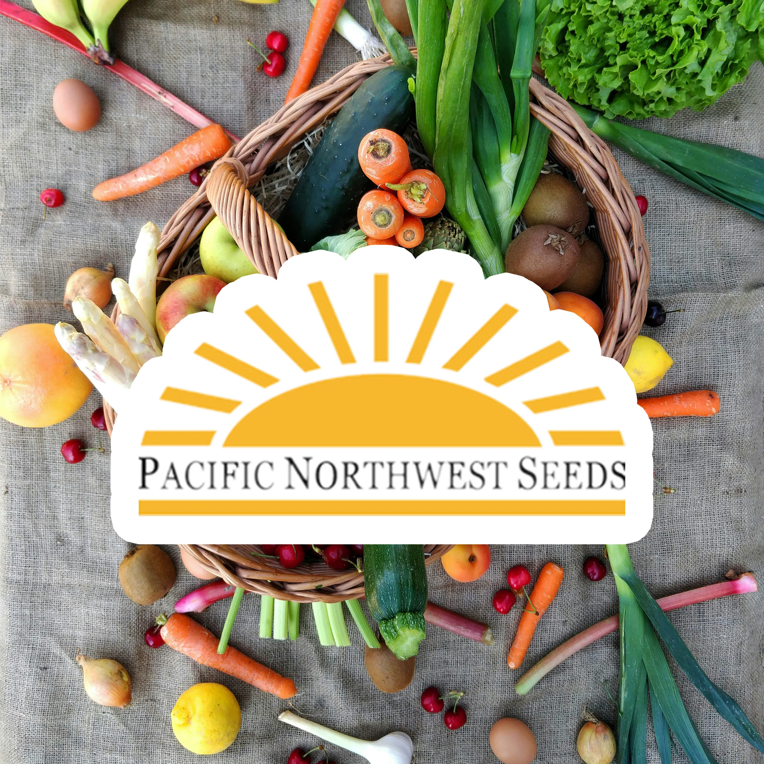 Beans Topnotch Golden Wax Bush - Pacific Northwest Seeds