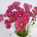Cosmos Xsenia - West Coast Seeds - Image 2