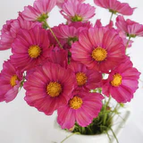 Cosmos Xsenia - West Coast Seeds - Image 3