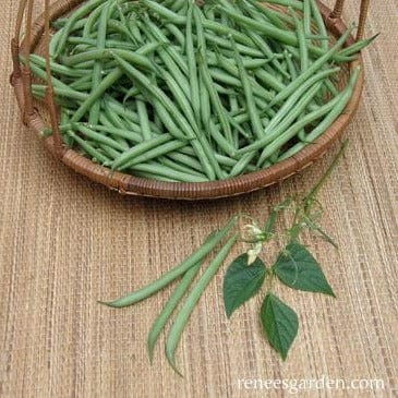 Bean French Mascotte - Renee's Garden - Image 4