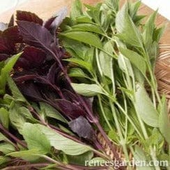 Basil Scented Trio - Renee's Garden - Image 3