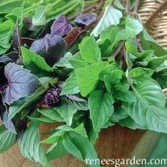 Basil Scented Trio - Renee's Garden - Image 4