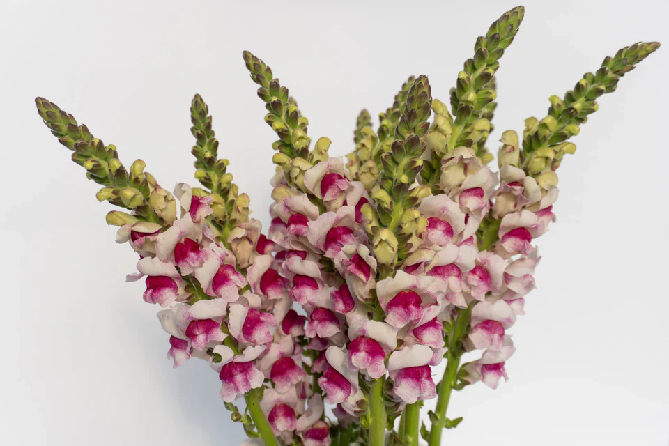 Snapdragon Potomac Plumblossom - West Coast Seeds - Image 2