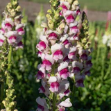 Snapdragon Potomac Plumblossom - West Coast Seeds - Image 3