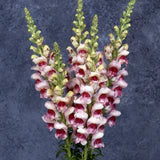 Snapdragon Potomac Plumblossom - West Coast Seeds - Image 4