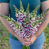 Snapdragon Potomac Plumblossom - West Coast Seeds - Image 5